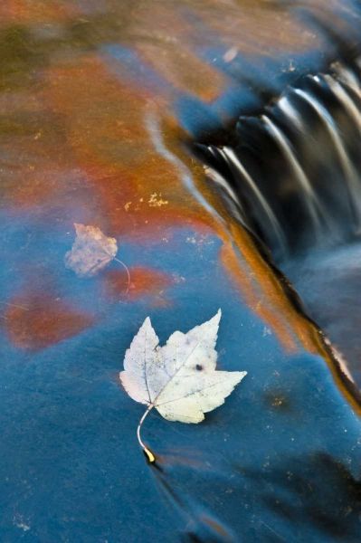 MI, Leaf floating in pond at Bond Falls
